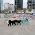 Frankfurt Skatepark Pumptrack Hafenpark 022
