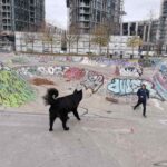 Frankfurt Skatepark Pumptrack Hafenpark 030