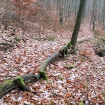 Flowtrail Bad Endbach 022