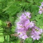 Bikepark Wildblumen Hummeln Bienen Insekten