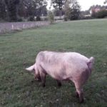 Schweine Weidehaltung Hausschwein Suhle 4