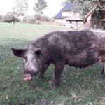 Schweine Weidehaltung Hausschwein Suhle 8