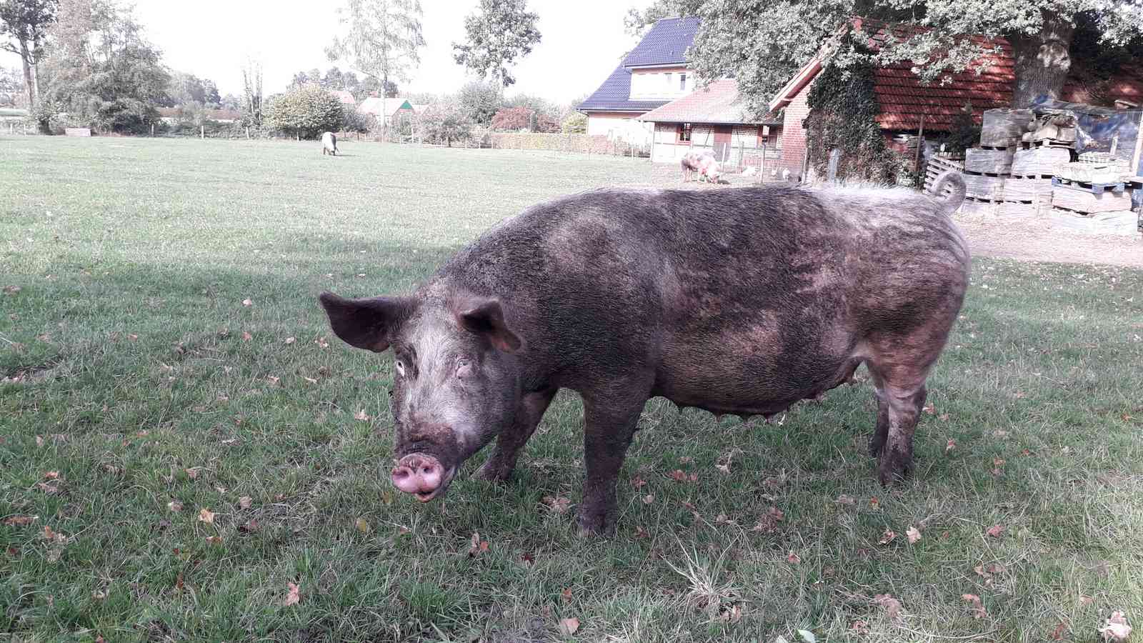 Schweine Weidehaltung Hausschwein Suhle 8