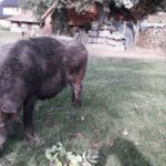 Schweine Weidehaltung Hausschwein Suhle 9