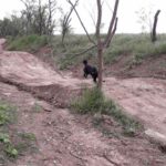 Trailpark Bad Frankenhausen Thueringen Bikepark Jumpline Pumptrack Flowtrail Mountainbikestrecken 06