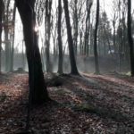 Dirtpark Hamburg Trailpark Mountainbike Trails Legalisieren 04