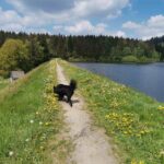 Harz Stauteich Stausee