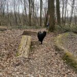 Krater Trails Mainaschaff Mountainbike Anlage Aschaffenburg 005